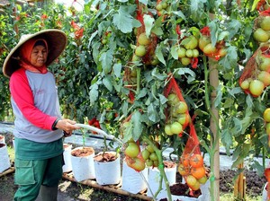 Pengembangan Pangan dan Risiko Lingkungan