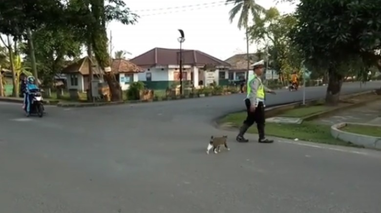 Viral Polisi Bantu Kucing Menyeberang, Ini Cerita di Baliknya Viral Polisi Bantu Kucing Menyeberang, Ini Cerita di Baliknya