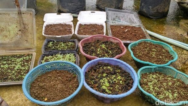 Naik Gunung Zaman Now, Wisatawan Diajak Tanam Edelweis