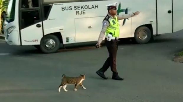 Polisi bantu kucing menyeberang jalan / 