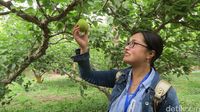 Buah pear Korla sangat terkenal (Fitraya/detikTravel)