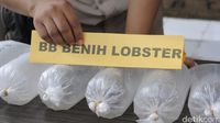 Si 'Kapal' Selundupkan Benih Lobster Senilai Rp 2,8 Miliar