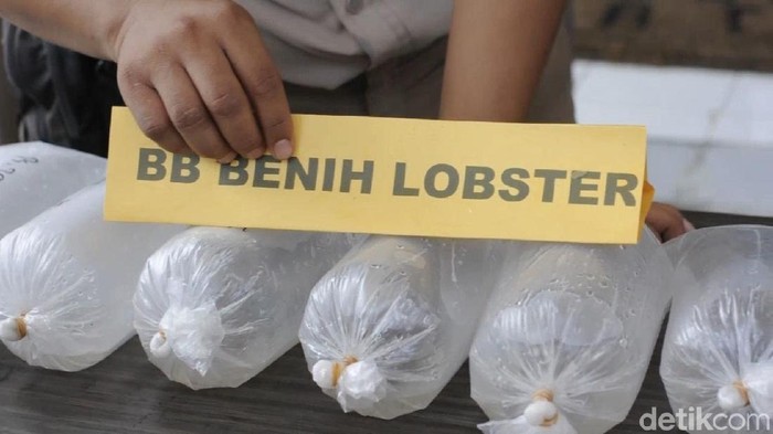 Kasus Penyelundupan Benih Lobster