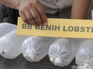 Benih Lobster Rp 30 M Gagal Diselundupkan ke Singapura