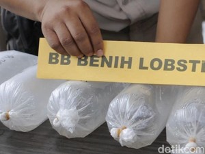 Terniat! Penyelundupan Ekspor Benih Lobster Dibungkus Kangkung