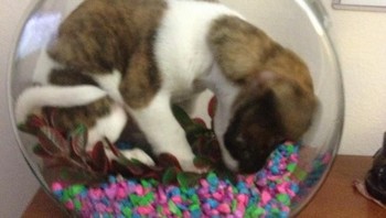 Bagaimana bisa anjing ini masuk ke dalam akuarium? Foto: Boredpanda