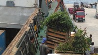 Kapal Caraka Jaya CJN III-22 bongkar muatan gas (elpiji) dan bibit pohon di Natuna. Dok. PT Pelni.