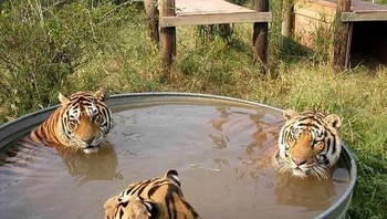 Tiga harimau mandi bersama. Foto: Boredpanda