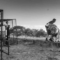 Sudah menjadi impianku sejak lama untuk berkolaborasi dengan fauna liar, khususnya singa, kata Cara Delevingne dalam keterangan resmi yang diterima Wolipop belum lama ini. (Foto: Dok. TAG Heuer)