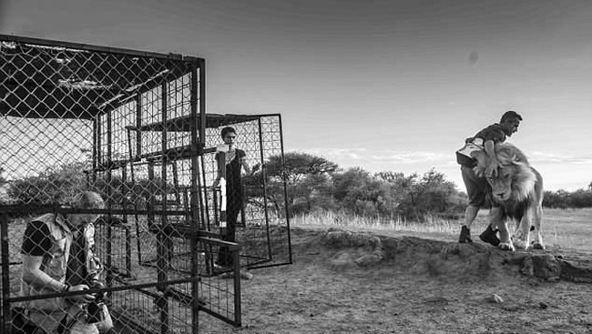 Sudah menjadi impianku sejak lama untuk berkolaborasi dengan fauna liar, khususnya singa, kata Cara Delevingne dalam keterangan resmi yang diterima Wolipop belum lama ini. (Foto: Dok. TAG Heuer)