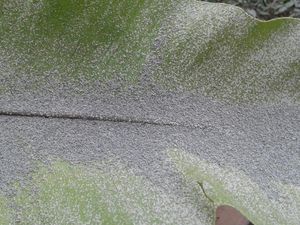 Foto: Hujan Abu Akibat Letusan Freatik Gunung Merapi
