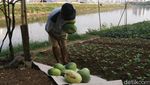 Jelang Ramadan Petani di BKB Panen Timun Suri