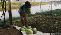 Harapan kelompok tani disini tentunya pemerintah untuk menambah sumber air lagi karna lahan yang terlalu luas membuat petani kesusahan dalam menyiram tanaman.