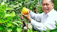 Mampir ke Lembang, Kang Deddy tak melewatkan memetik langsung jeruk dekopon. Lebih istimewa karena jeruk ini dibudidayakan murid SMK PP Lembang. Foto: Instagram deddy_mizwar