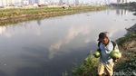 Jelang Ramadan Petani di BKB Panen Timun Suri