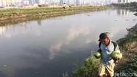 Tikus dan ulat daun juga masih menghantui kelompok tani disini.