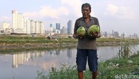 Jelang bulan ramadan kelompok tani BKB (Banjir Kanal Barat) panen timun suri di kawasan Petamburan, Tanah Abang, Jakarta. Jumat (11/5/2018). Bukan sembarang, timun suri disini bibitnya berasal dari Thailand.