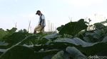 Jelang Ramadan Petani di BKB Panen Timun Suri