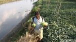 Jelang Ramadan Petani di BKB Panen Timun Suri