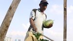 Jelang Ramadan Petani di BKB Panen Timun Suri