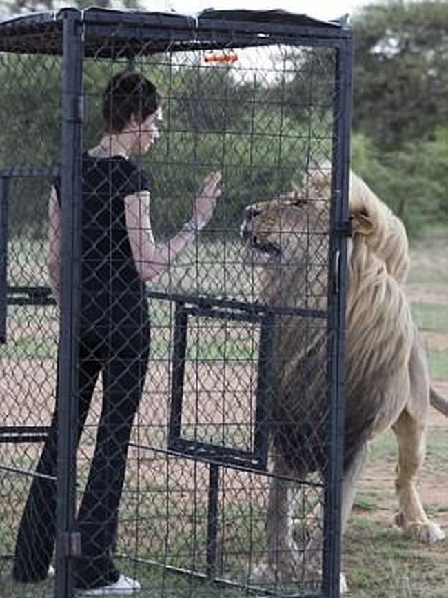 Cara Delevingne saat berinteraksi dengan singa. Adapun pemotretan berlangsung di sebuah padang gurun di Afrika Selatan.  (Foto: Dok. TAG Heuer)