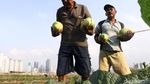 Jelang Ramadan Petani di BKB Panen Timun Suri