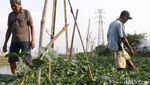 Jelang Ramadan Petani di BKB Panen Timun Suri