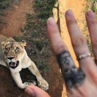 Tato singa menghiasi jari telunjuk model yang juga aktris itu. Dari dulu, Cara Delevingne memang ingin dipotret bareng singa. (Foto: Instagram/Cara Delevingne)