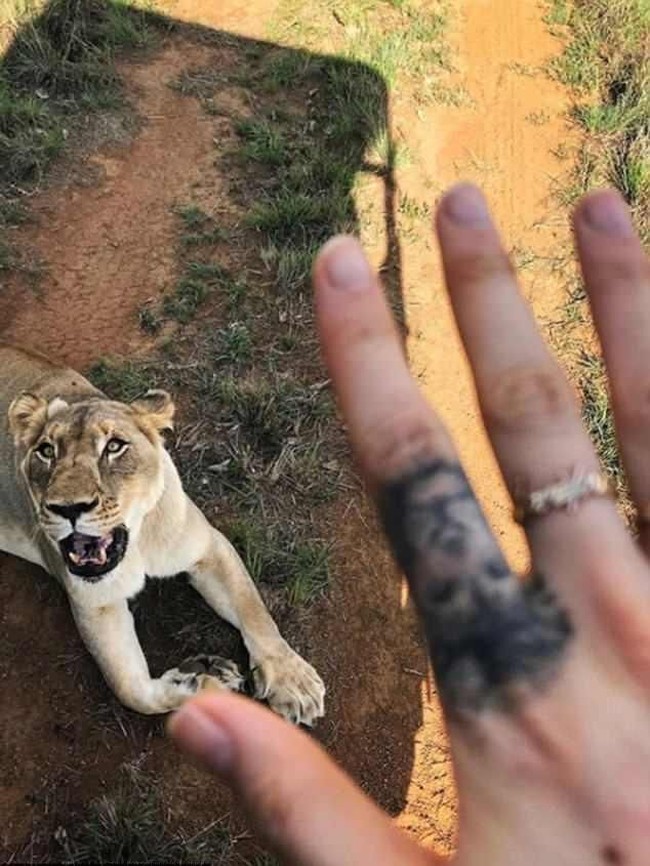 Tato singa menghiasi jari telunjuk model yang juga aktris itu. Dari dulu, Cara Delevingne memang ingin dipotret bareng singa. (Foto: Instagram/Cara Delevingne)