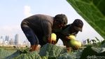 Jelang Ramadan Petani di BKB Panen Timun Suri