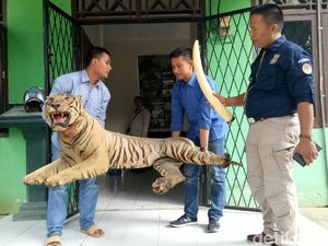 KLHK Sita Gading Gajah dan 2 Harimau yang Diawetkan