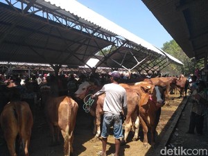 Jelang Ramadan, Harga Sapi di Pasaran Hewan Situbondo Malah Anjlok