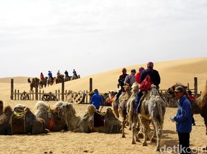 Foto: Sensasi Naik Unta di Padang Pasir China