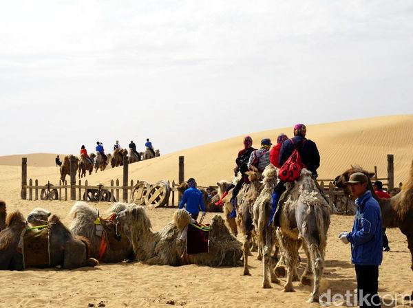 Foto: Sensasi Naik Unta di Padang Pasir China