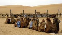 Unta yang digunakan beda dengan yang di Arab Saudi. Unta Mongolia punya 2 punuk, sedangkan di Arab punuknya hanya 1. Kita akan duduk di antara 2 punuk ini. (Wahyu/detikTravel)