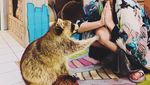 Di Kafe Ini Bisa Ngopi Santai Sambil Main dengan Rakun yang Lucu