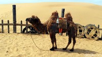 Inilah Gurun Pasir Xiangshawan di Inner Mongolia, China. Di gurun ini, traveler bisa berwisata keliling gurun pasir naik unta seperti di Arab Saudi. (Wahyu/detikTravel)