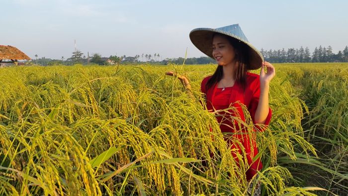 Varietas Padi Ini Tahan di Lahan Kering dan Panen Melimpah