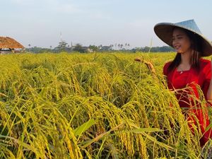 Varietas Padi Ini Tahan di Lahan Kering dan Panen Melimpah