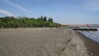 Pantai Purwahamba Indah di Tegal memiliki pasir hitam yang halus. Pantai yang memiliki kawasan rindang ini sangat nyaman untuk wisata keluarga. (Afif/detikTravel)