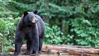Waduh! Beruang Hitam Ini Hancurkan Kaca Mobil untuk Makan 2 Lusin Cupcakes