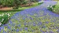 Sungai bunga ini dikenal dengan The Bulb River, dan bisa traveler temukan di Sandwich, Massachusett, Amerika. (Heritage Museums & Gardens/Instagram)