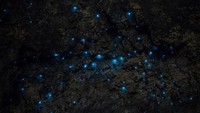 Hidup berkoloni, cacing ini memenuhi atap dari terowongan. Glow worm merupakan salah satu biota yang bioluminescent atau menghasilkan cahaya dari tubuhnya (joabaldwin/Instagram) 