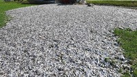 Kamu bisa mengenali tumpahan apa ini? Yap! Ini adalah tumpahan 20 ton ikan sprat di Jerman pada April 2017. Foto: Istimewa