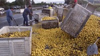 Jalanan basah dan licin membuat truk pembawa lemon di Los Angeles tergelincir. Buah jeruk yang asam segar ini pun banyak yang tumpah dari keranjangnya. Foto: Istimewa
