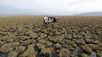 Meningkatnya suhu bumi berimbas ke suluruh dunia, salah satunya Chili. Danau Aculeo di daerah Paine, Chili mengalami kekeringan hingga menyulitkan para petani untuk memberi makan ternaknya. Matias Delacroix/Reuters.