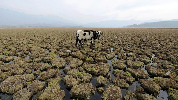 Manusia di Republik Pisang
