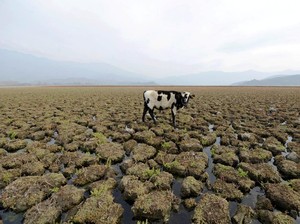 Manusia di Republik Pisang