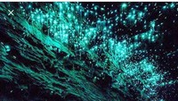 Koloni glow worm kini mempercantik bekas terowongan yang terlantar ini. Sehingga kini, nama Metropolitan Tunnel berganti menjadi Glow Worm Tunnel (kristyagapiou/Instagram)