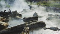 Bahkan kabarnya, binatang yang sedang berenang di dalam sungainya akan mati saking panas airnya (The Boiling River Project/ Facebook)  